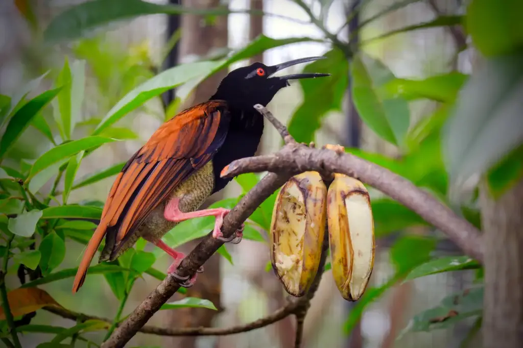 Twelve Wired bird of Paradise Image 