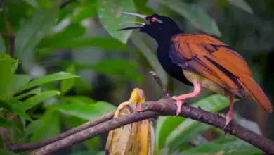 Twelve-wired Bird of Paradise in Walsrode