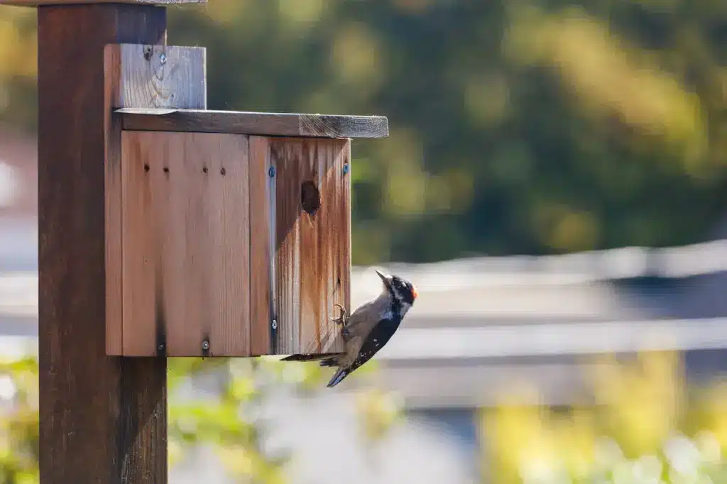 Woodpecker Wooden Birdhouse 