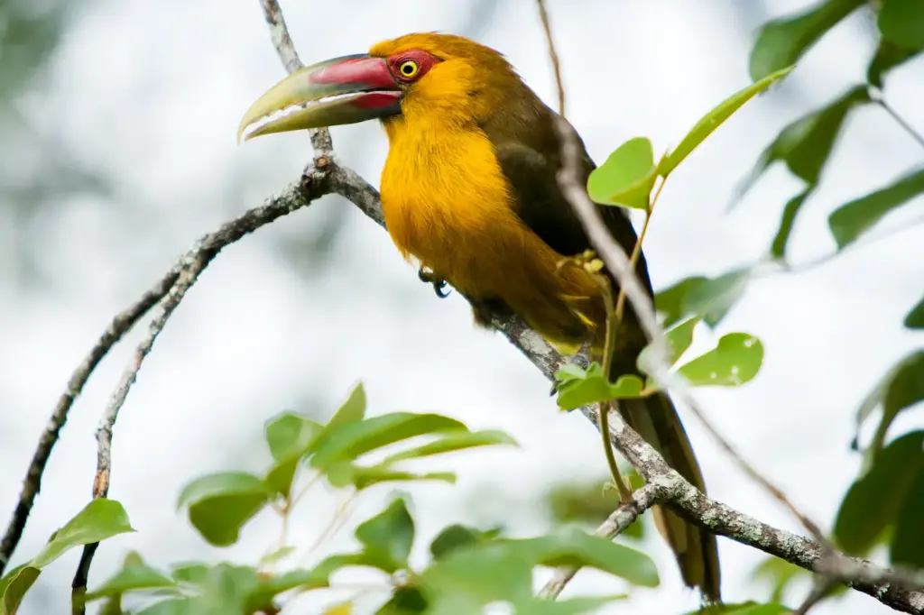 A Yellow Saffron Toucanet Rests On A Branch