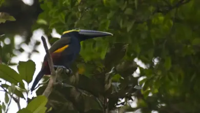 A Bird Perched on a Tree Yellow-eared Toucanets