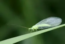 All You Need to Know About Lacewings on a Leaves