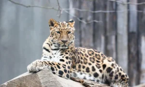 An amur leopard sitting in the wild