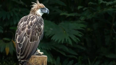 Philippine Eagle image courtesy of Alain Pascua