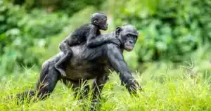 A Bonobos mother carrying her child