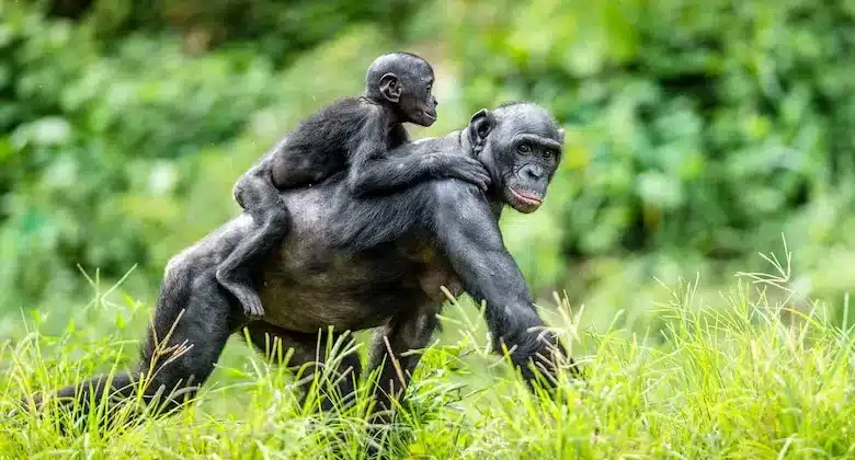 A Bonobos mother carrying her child