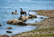 Lake Kerkini Wildlife & Birds On Rocks