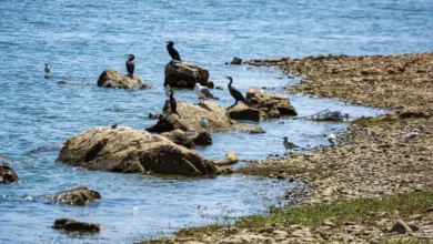 Lake Kerkini Wildlife & Birds On Rocks