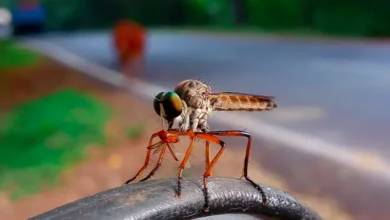 Delhi Sandflower Loving Fly | Biolife Earth