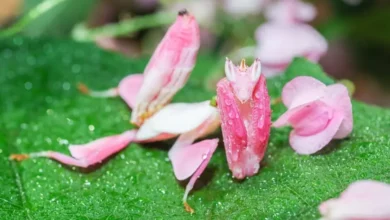 Camouflage Animals | Biolife Earth