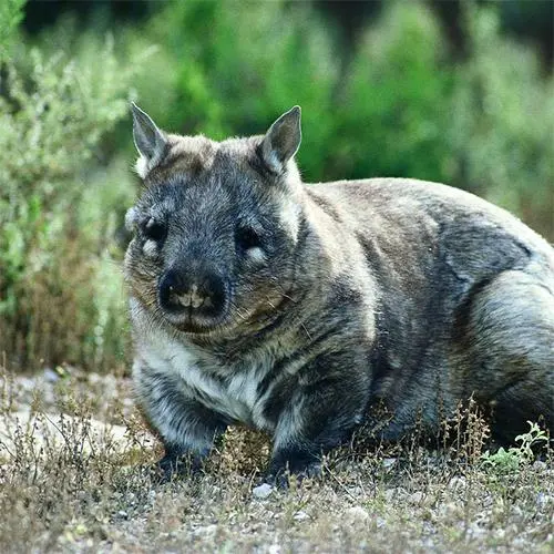 Burrow entrance of the Northern Hairy-Nosed Wombat in Epping Forest National Park.