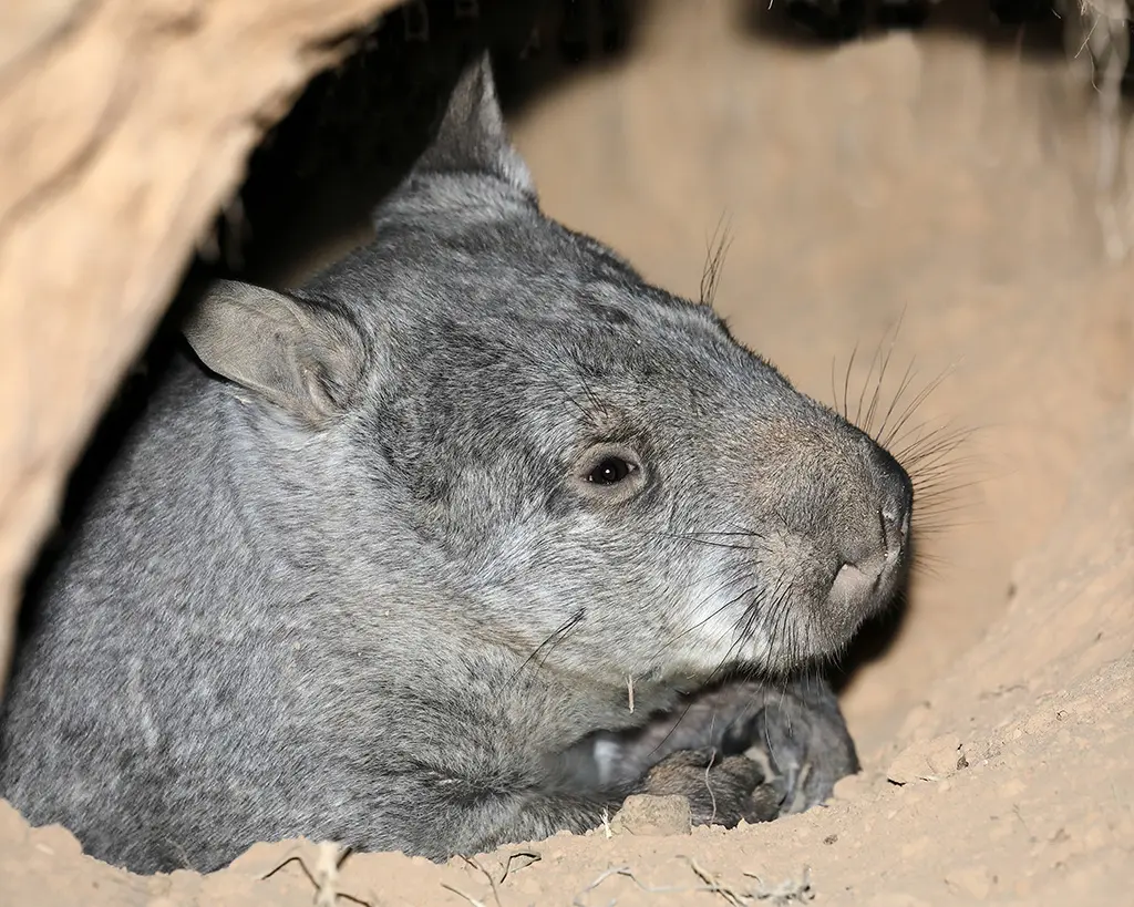 Conservationists monitoring Northern Hairy-Nosed Wombat populations in Queensland.