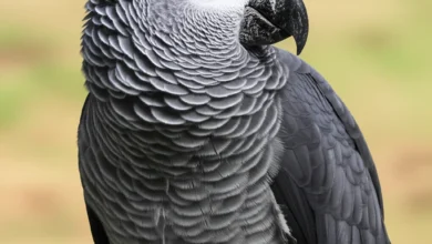 Top 10 Most Intelligent Animals: Brainiest Creatures Revealed | African Grey Parrots