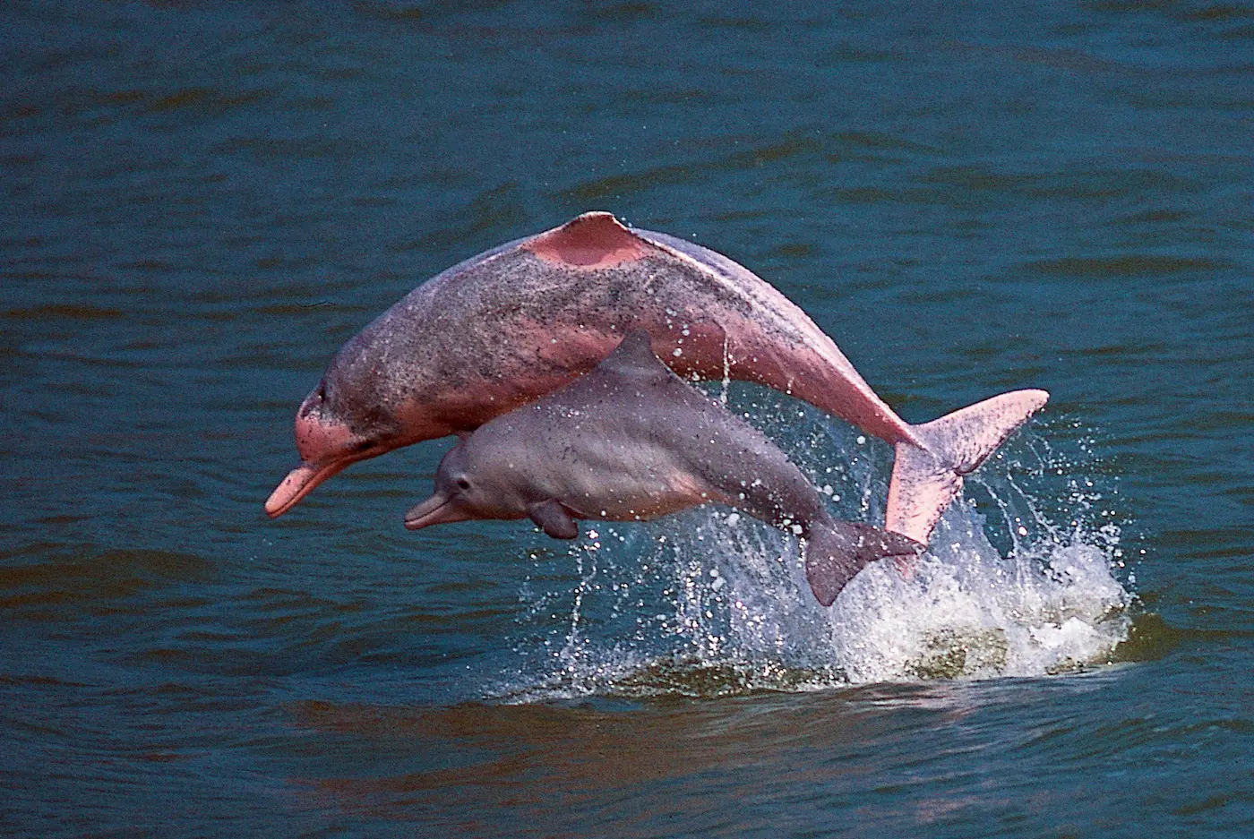 pink dolphins endangered