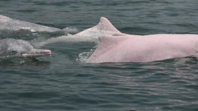 pink dolphins endangered