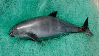 Vaquita