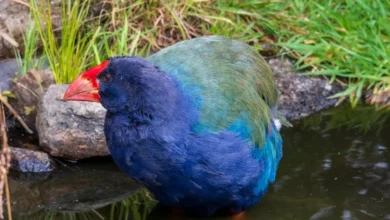 Extinct Species in the US Since 2023