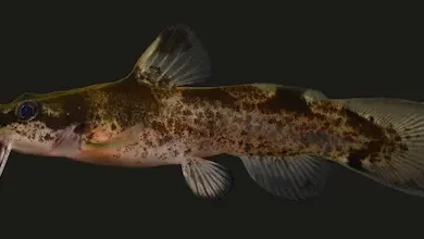 Scioto Madtom