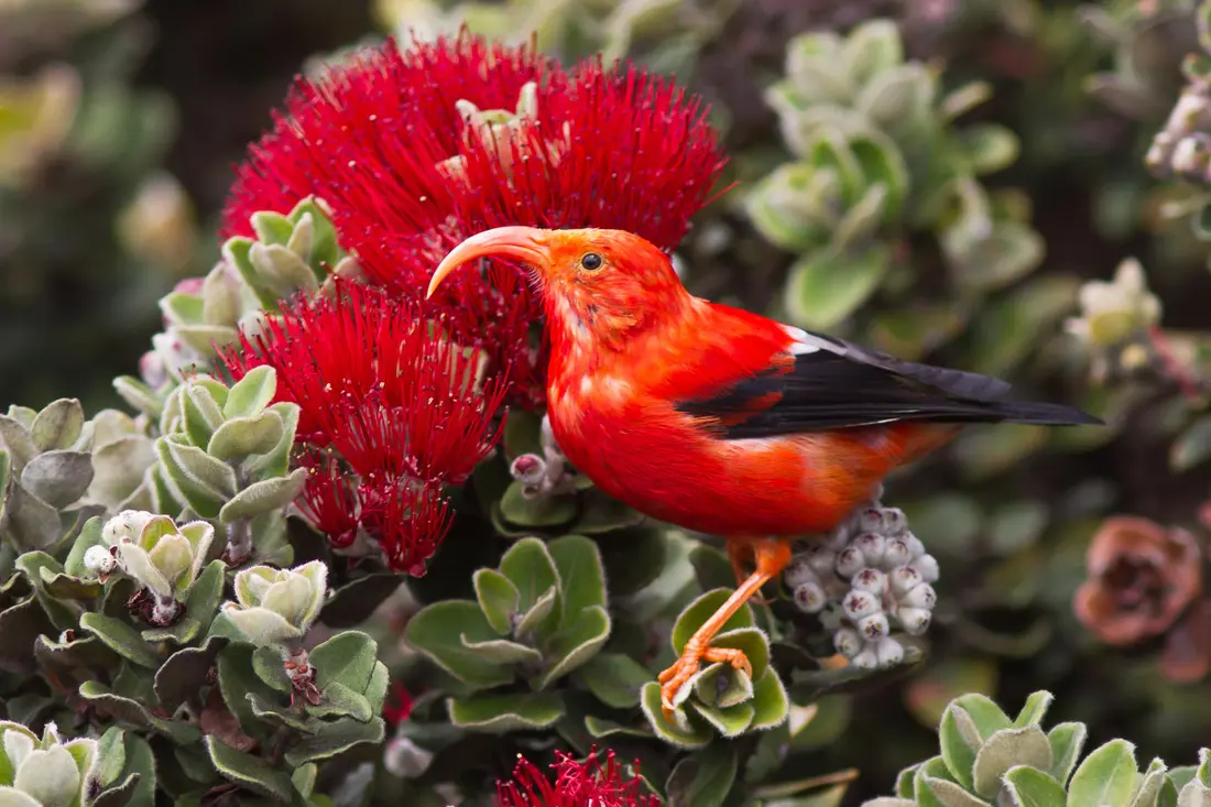 Hawaiian Honeycreepers