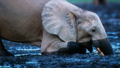 African Forest Elephant