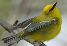 Bachman’s Warbler