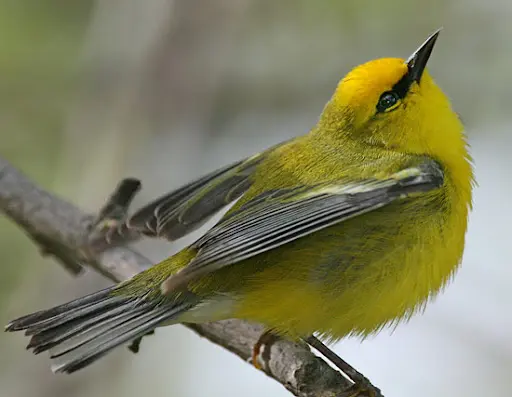Bachman’s Warbler