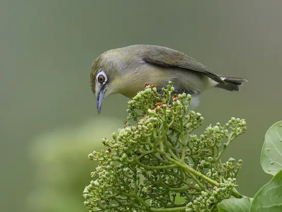 Bridled White-eye