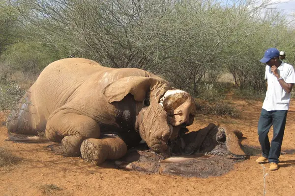 Elephant Killed for Ivory