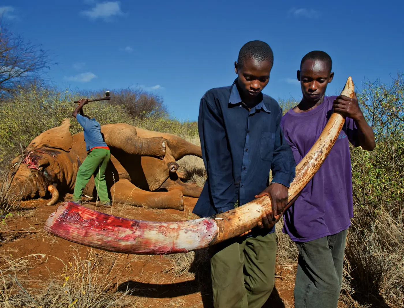 Kenyan Ivory Poaching