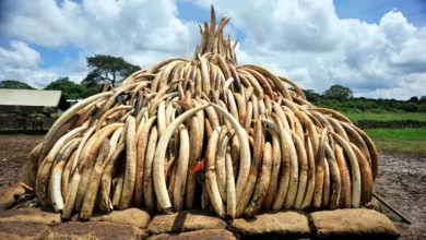 Ivory Poaching