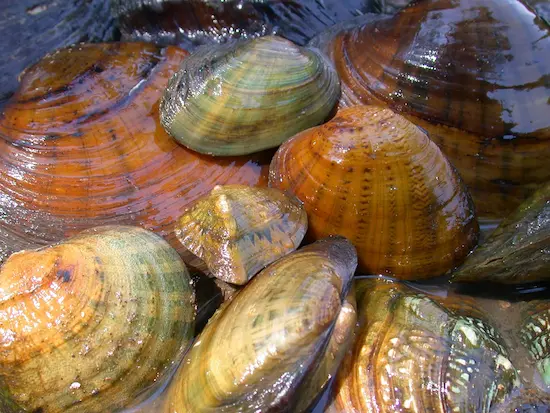 Southeastern Freshwater Mussels